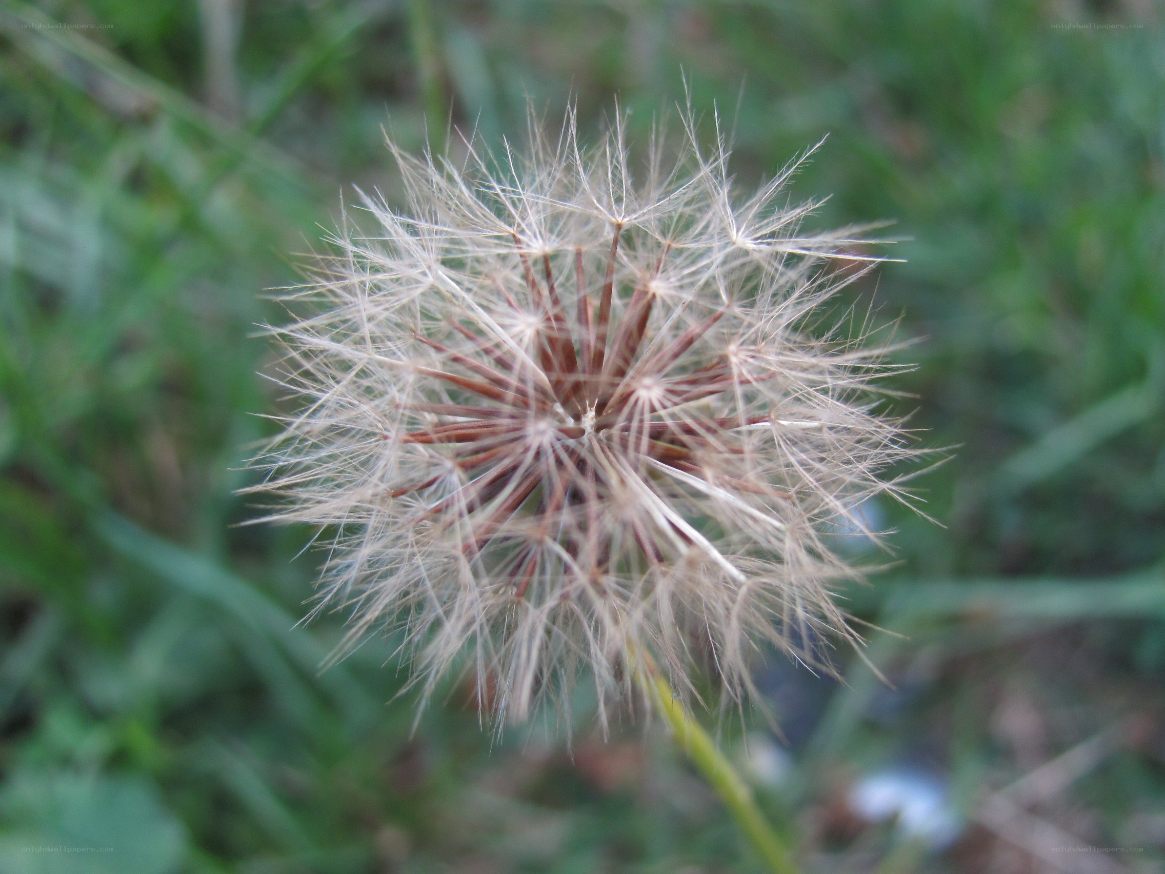 Dandelion seed head close-up