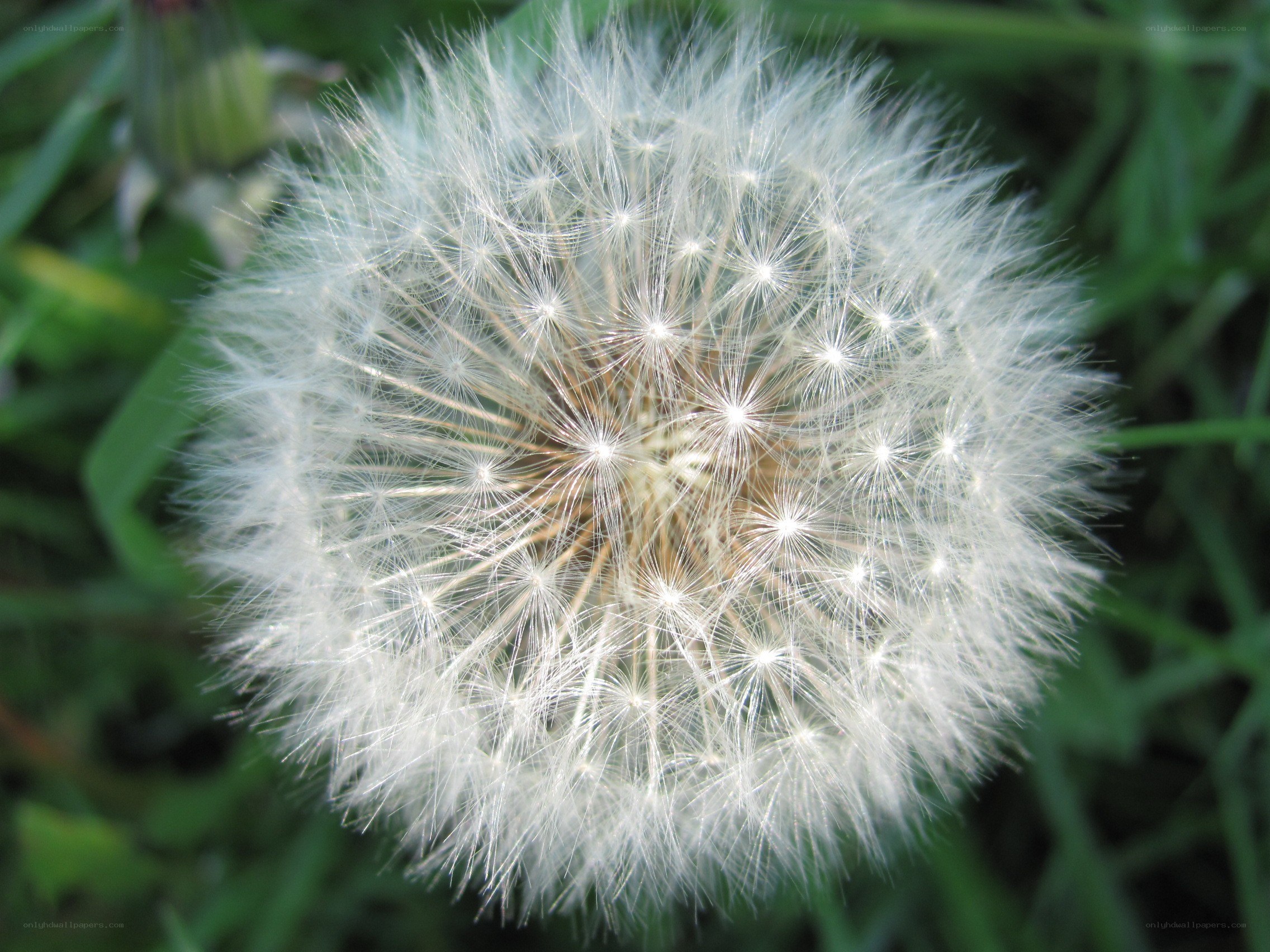 Dandelion seed head close-up