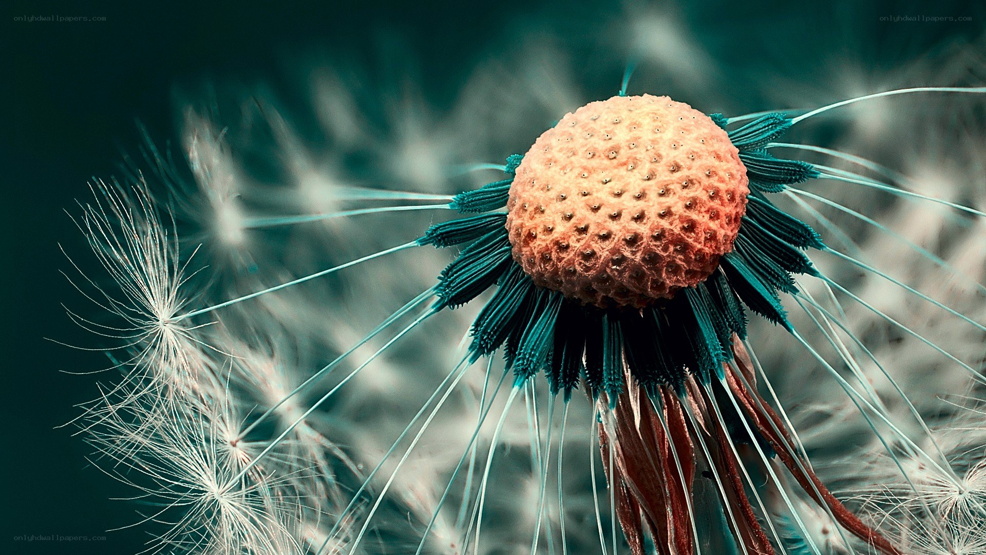 dandelion seed head close-up