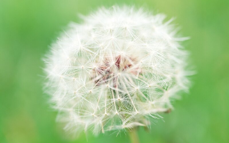 dandelion seed head close-up
