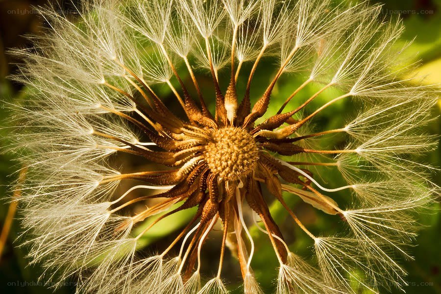 dandelion seed head close-up