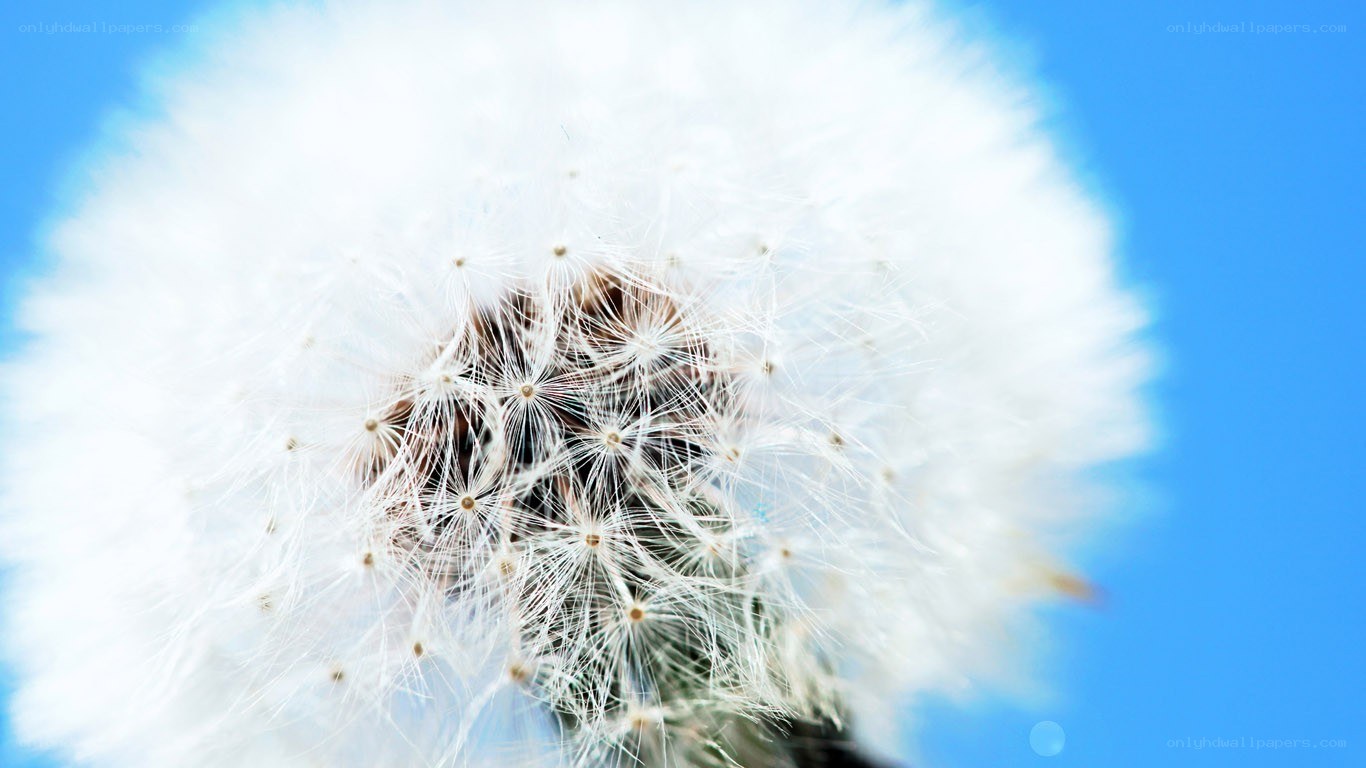 Dandelion seed head close-up
