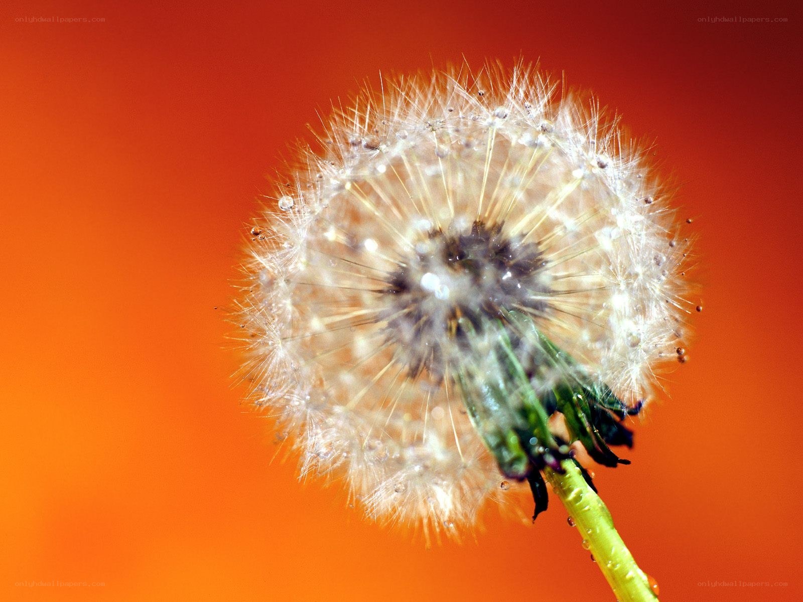 Dandelion seed head close-up