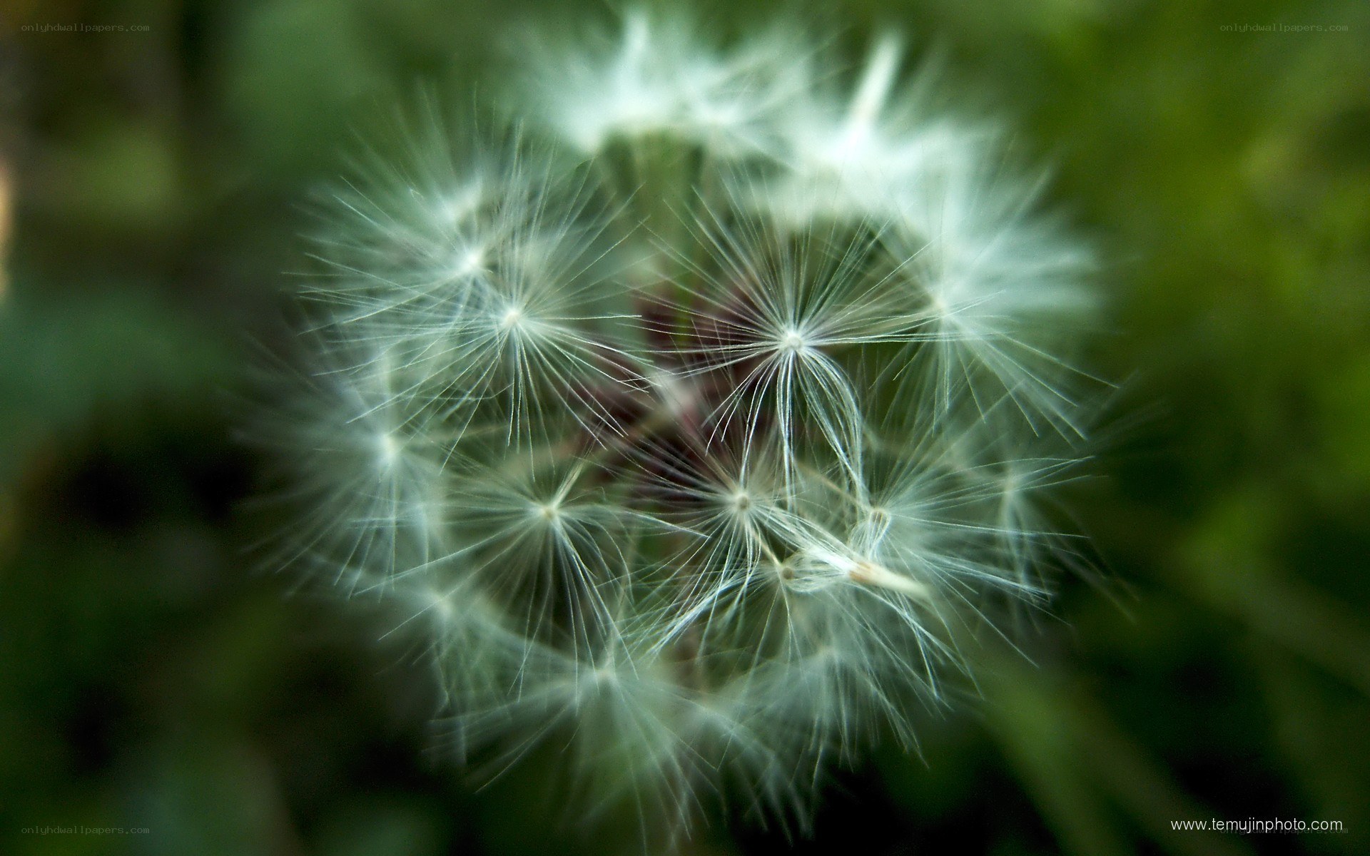 dandelion seed head close-up