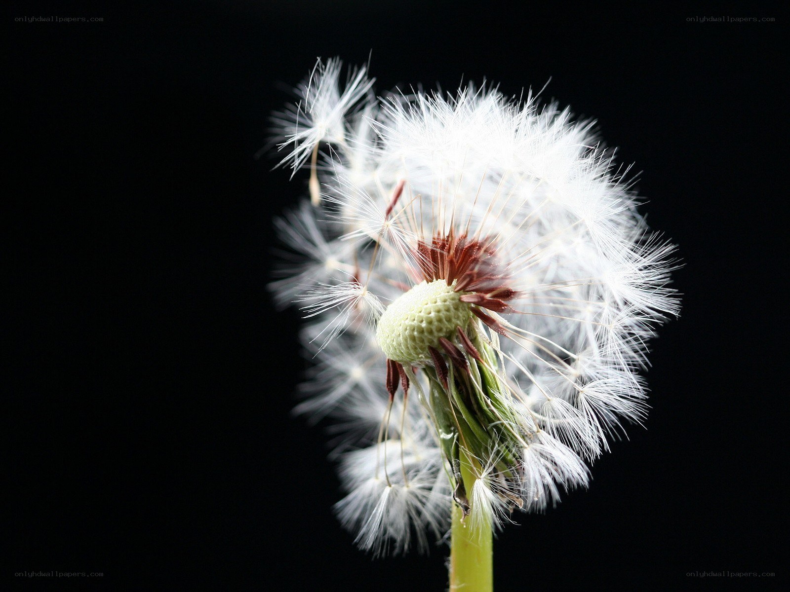 Dandelion seed head close-up