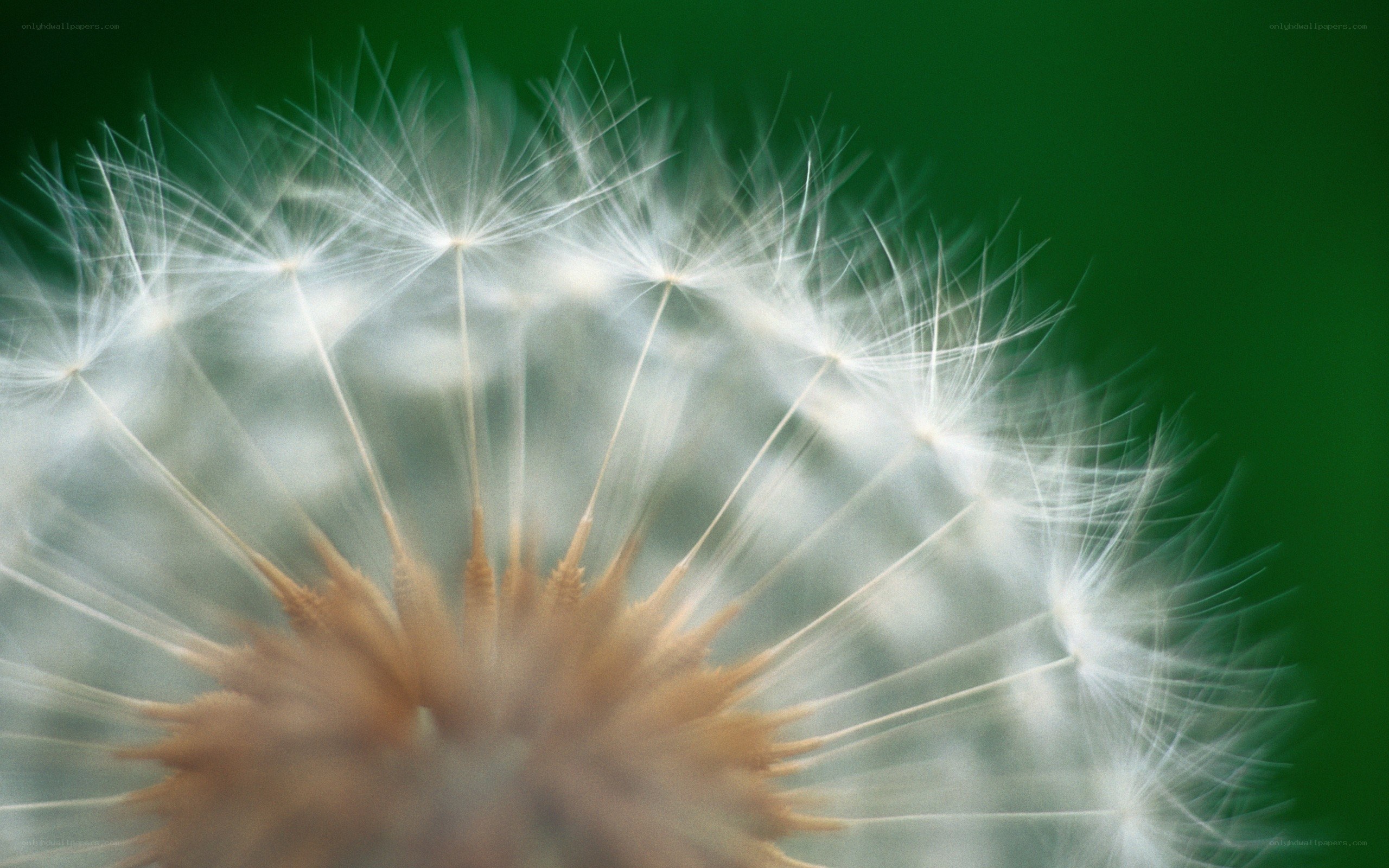 Dandelion seed head close-up