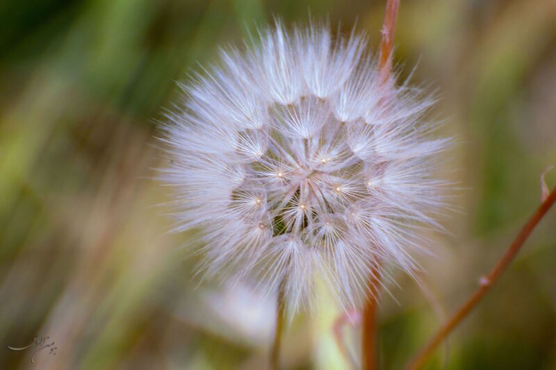 Dandelion seed head close-up