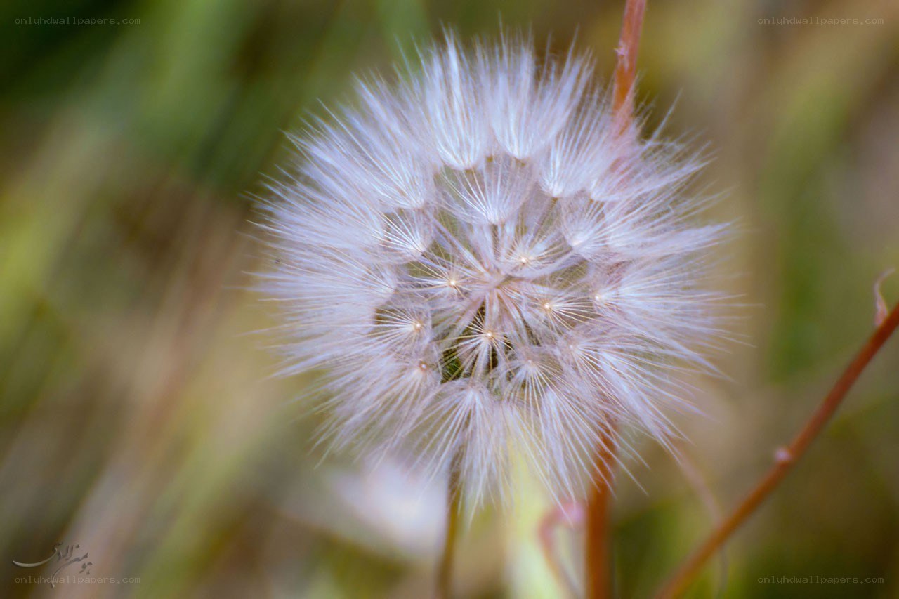 Dandelion seed head close-up