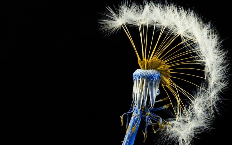 dandelion seed head close-up