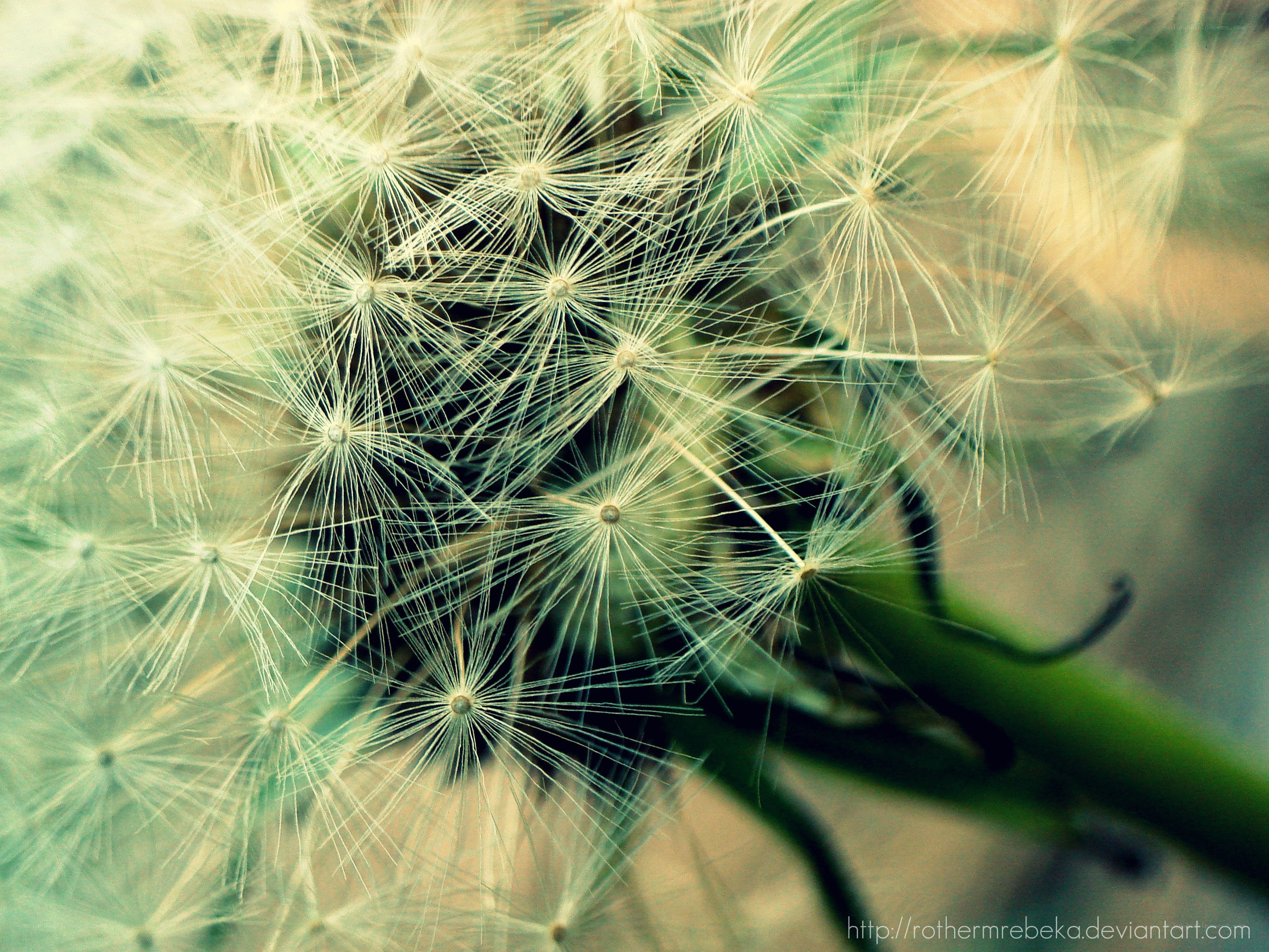 dandelion seed head close-up