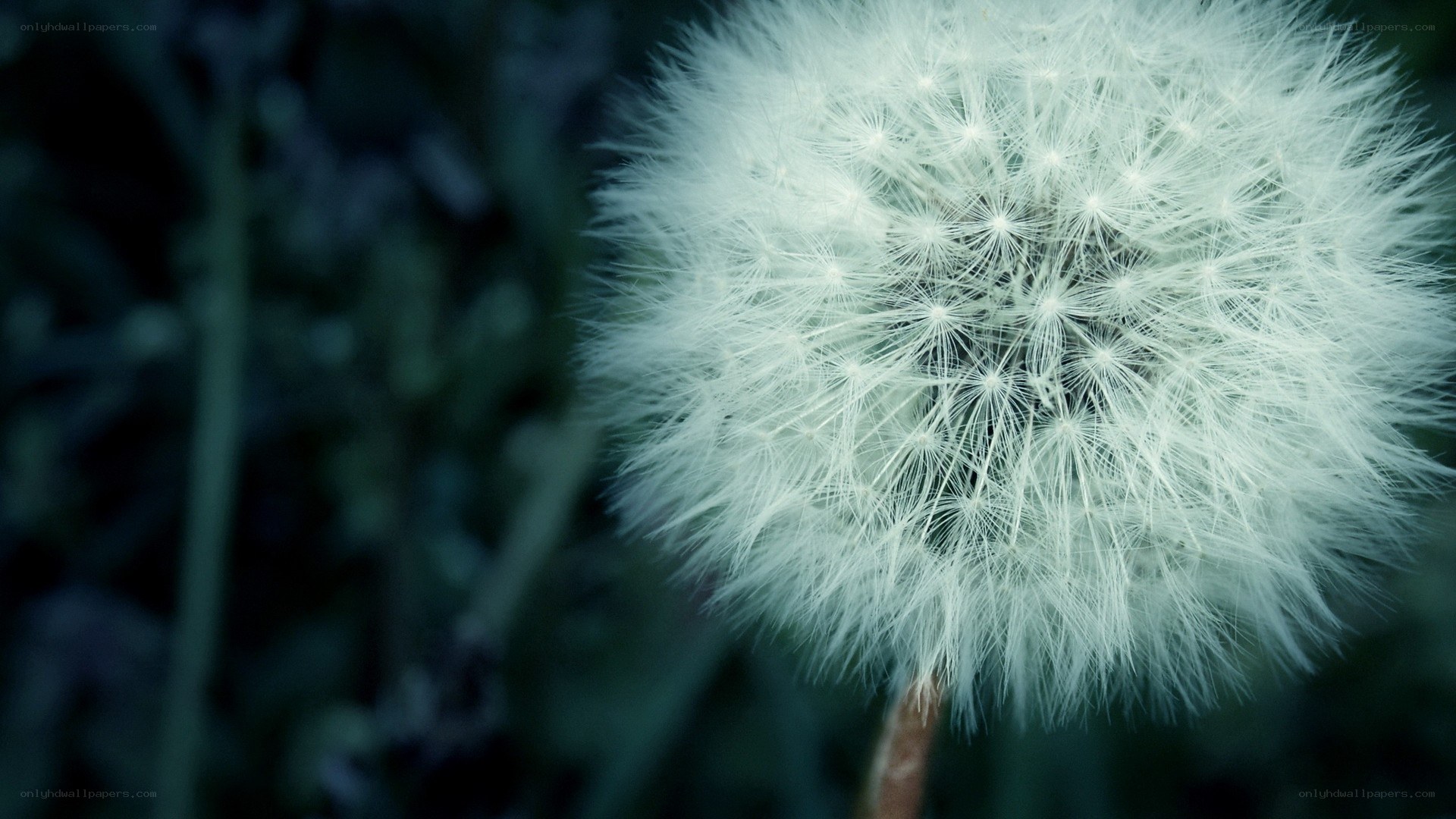 dandelion seed head close-up