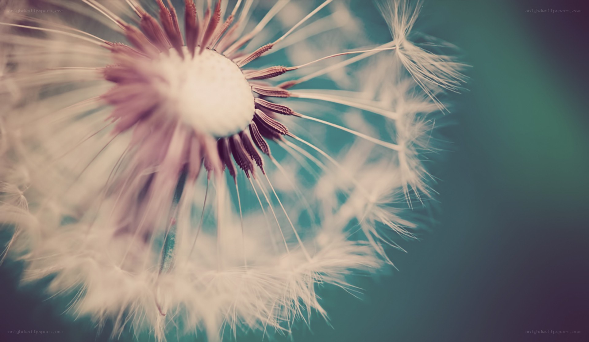 dandelion seed head close-up