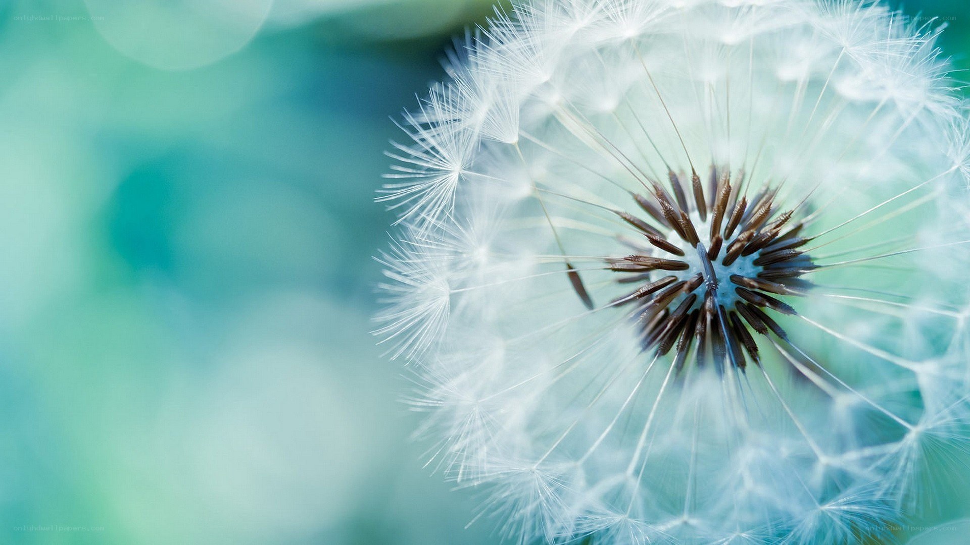 dandelion seed head close-up