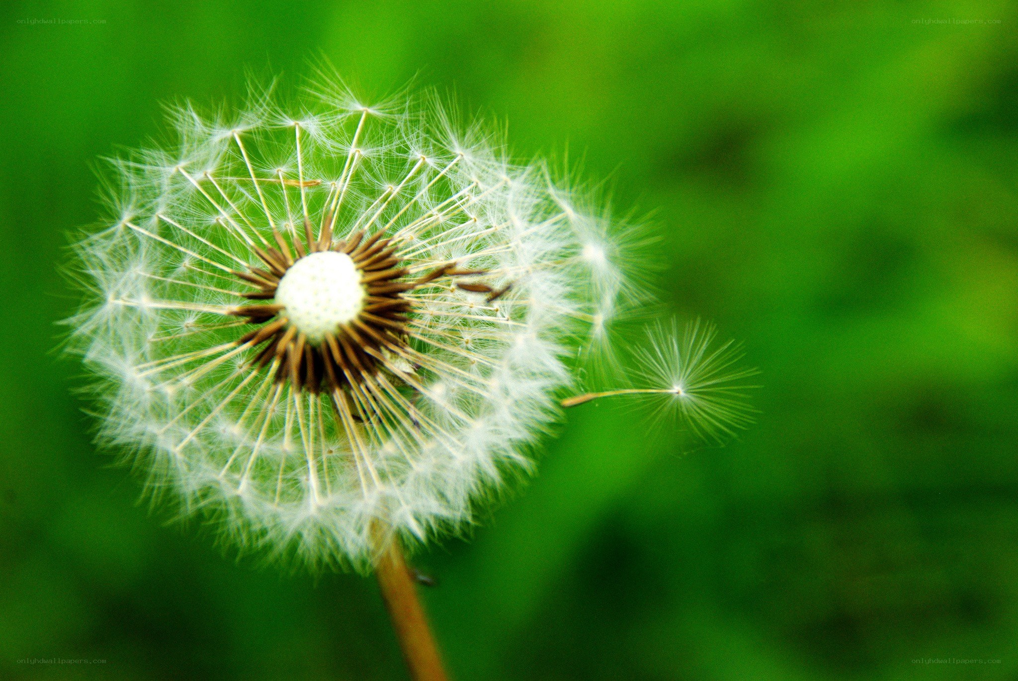 Dandelion seed head close-up