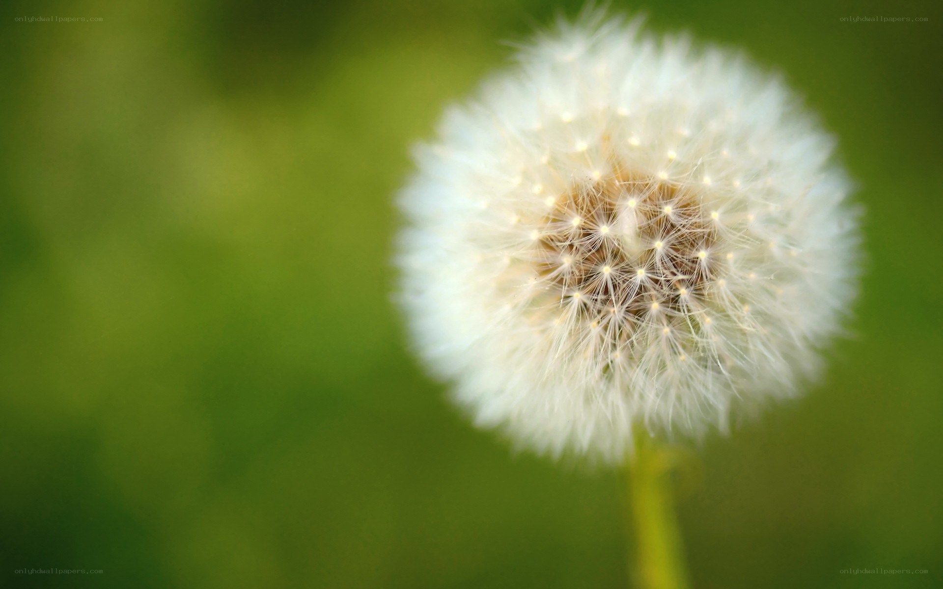 dandelion seed head close-up