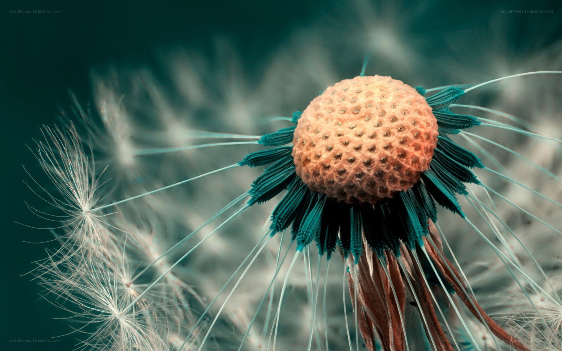 dandelion seed head close-up