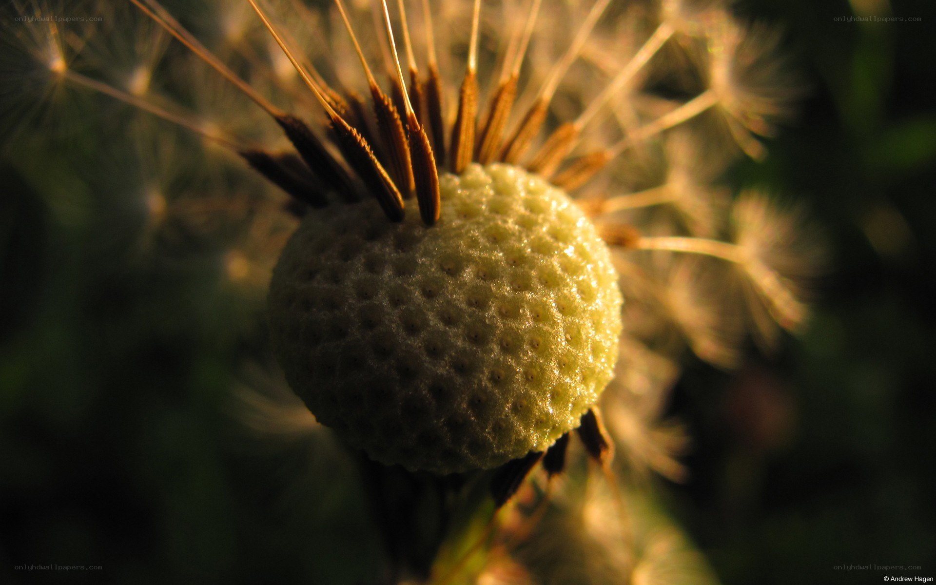 dandelion seed head close-up
