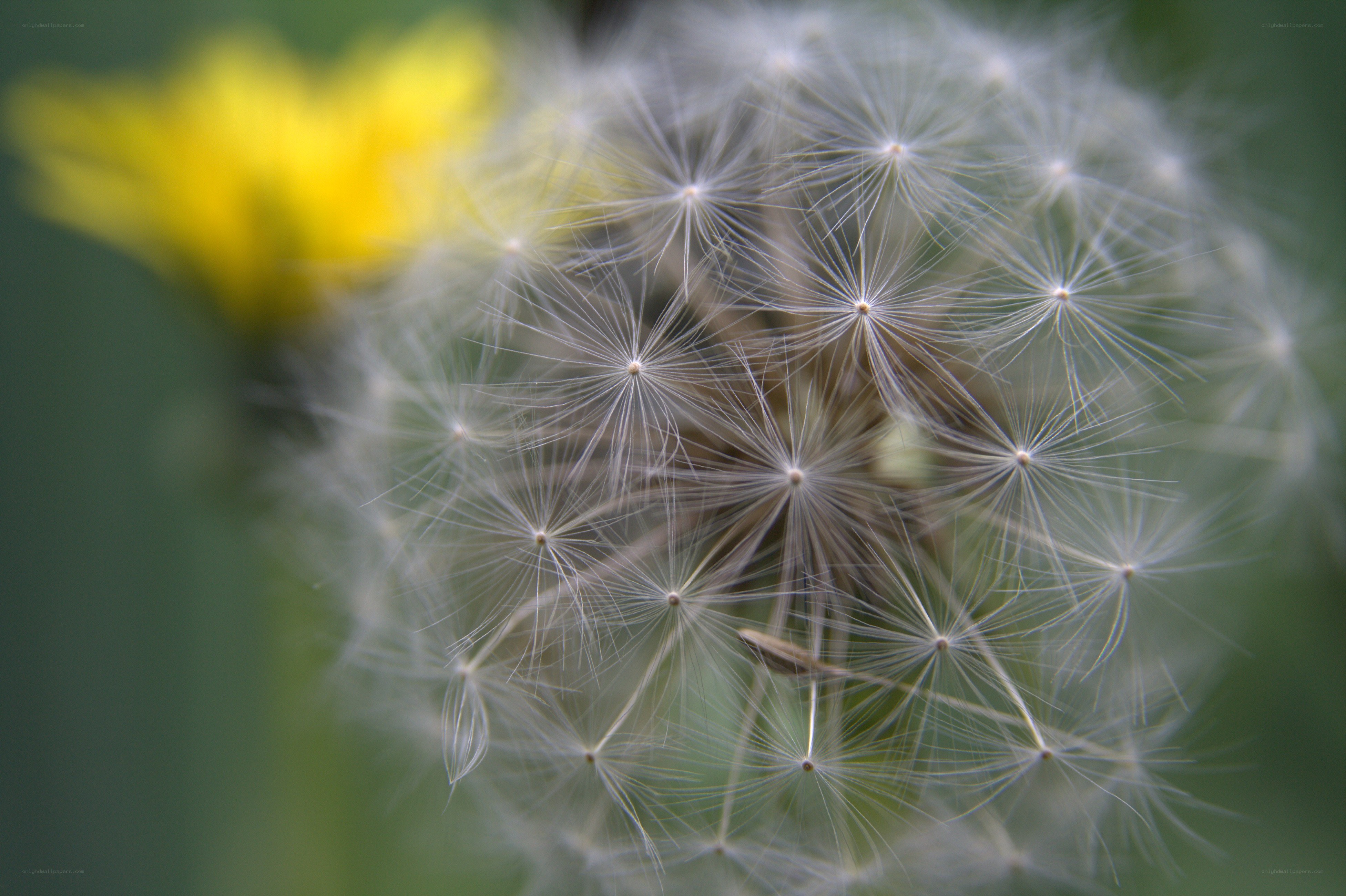 Dandelion seed head close-up