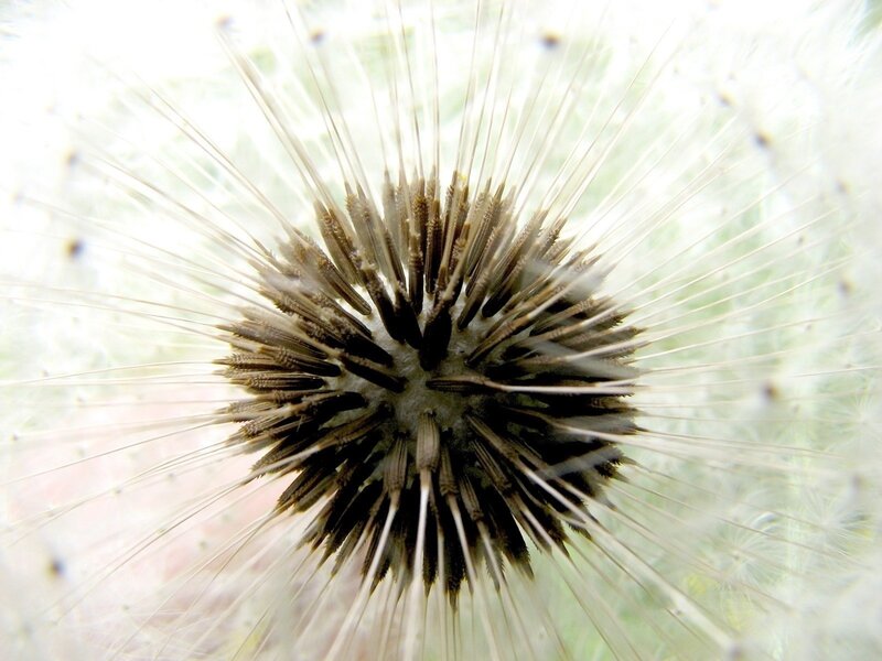 dandelion seed head close-up
