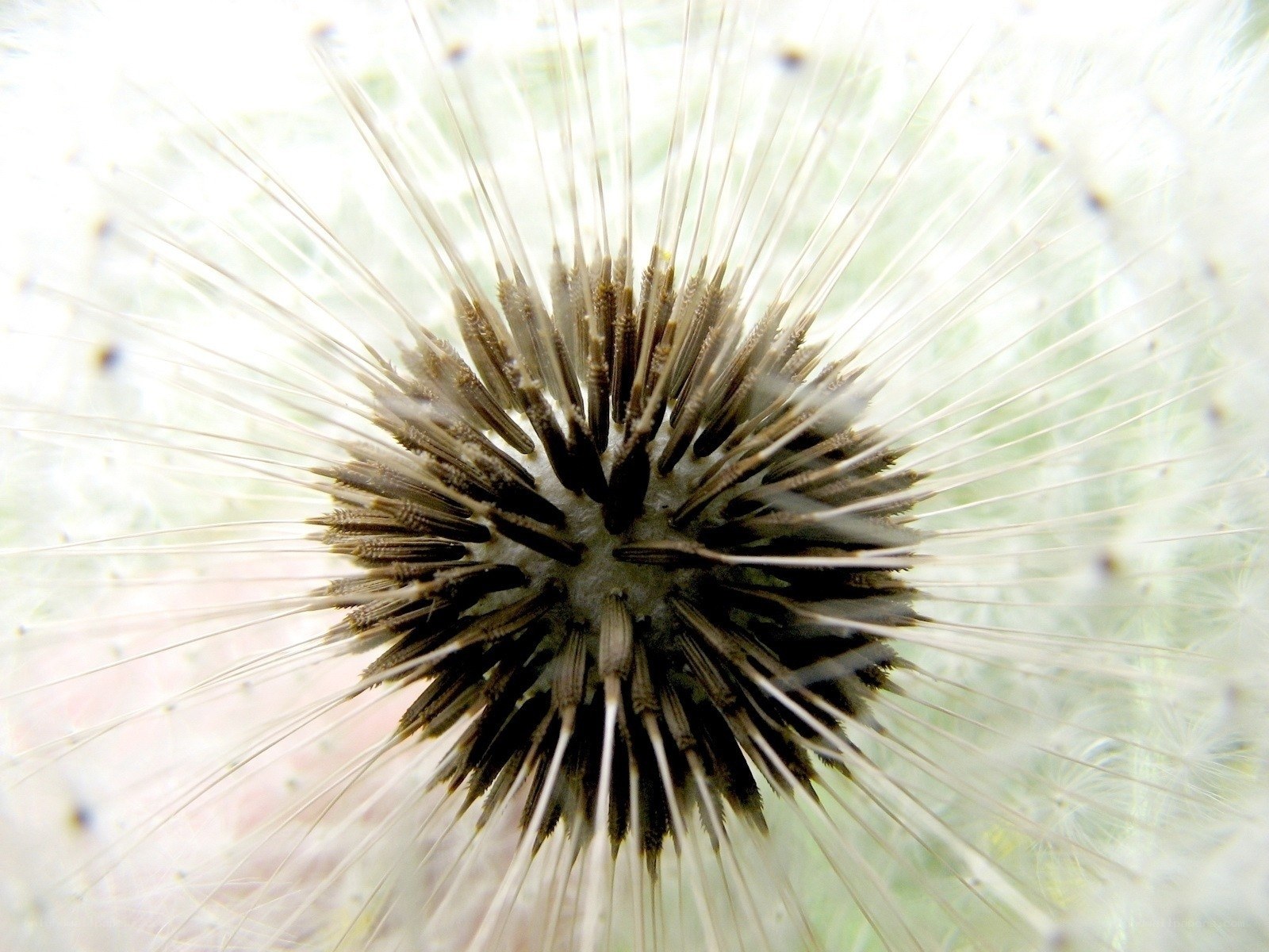 dandelion seed head close-up