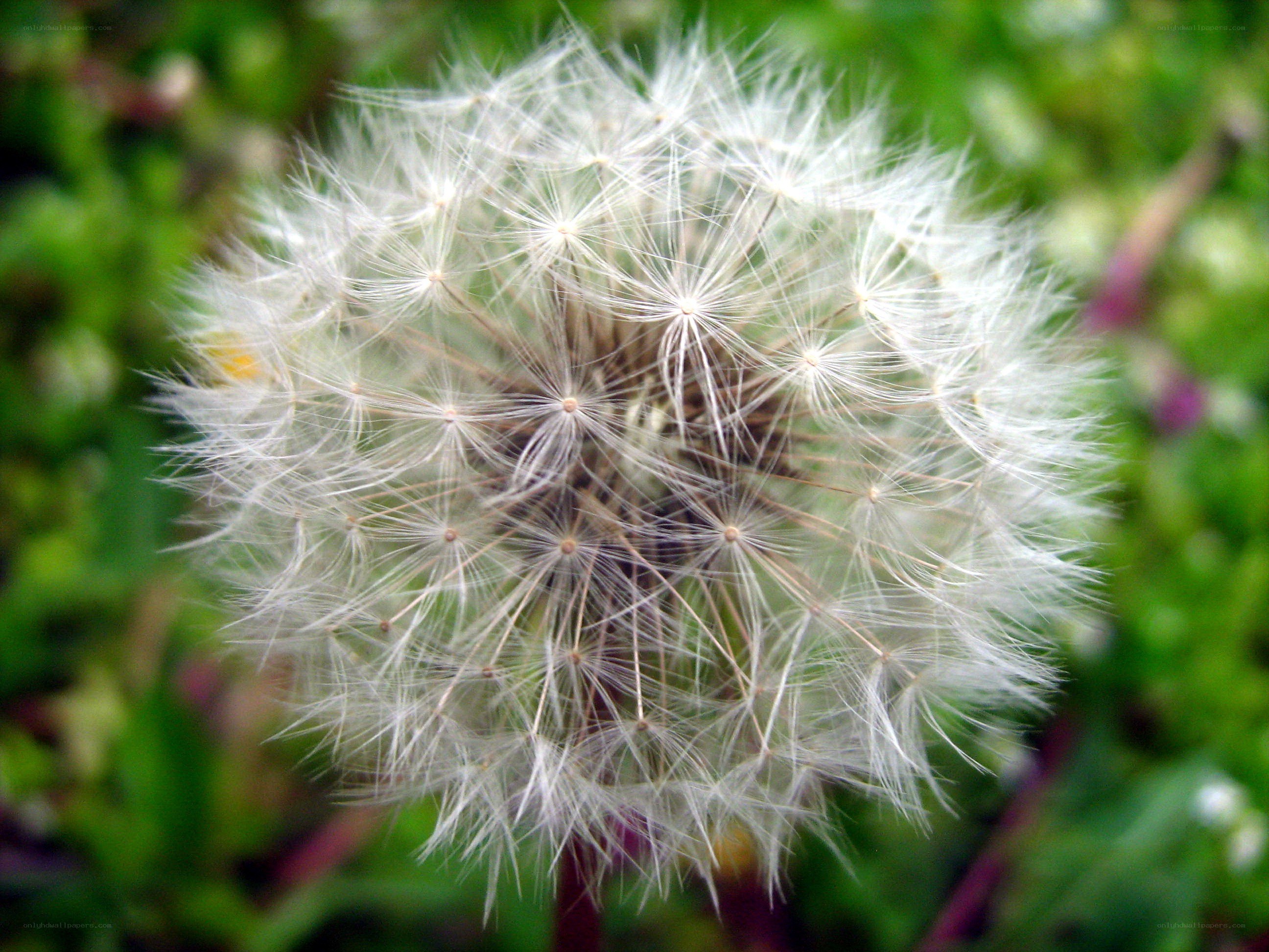 Dandelion seed head close-up