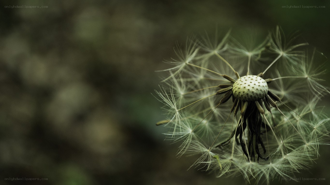 dandelion seed head close-up