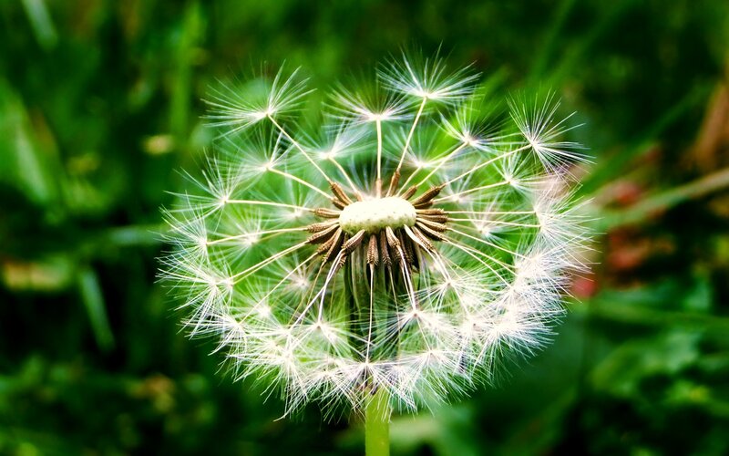 Dandelion seed head close-up