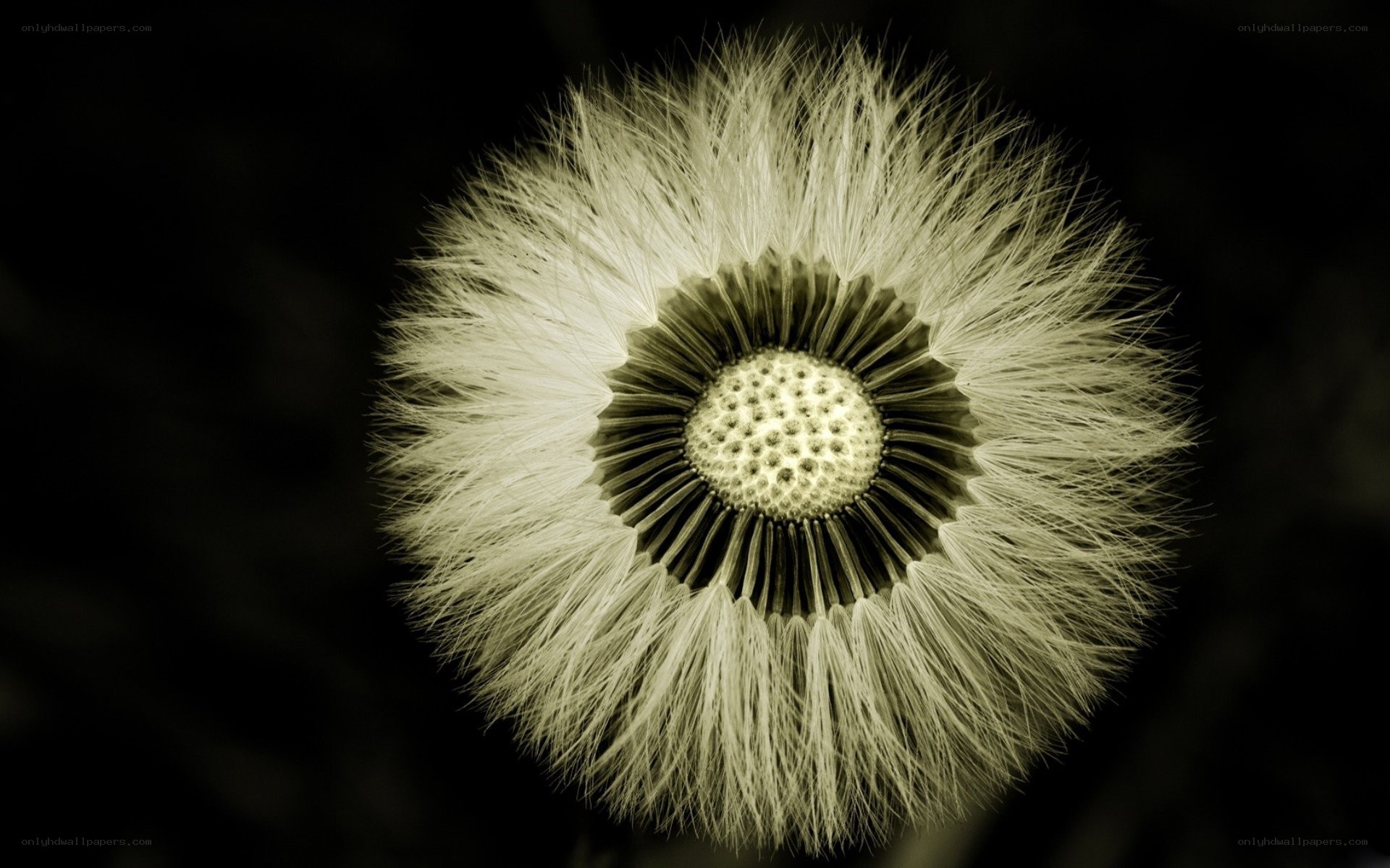 Dandelion seed head close-up