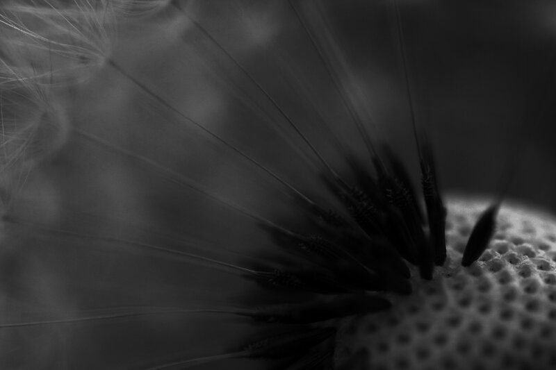 dandelion seed head close-up