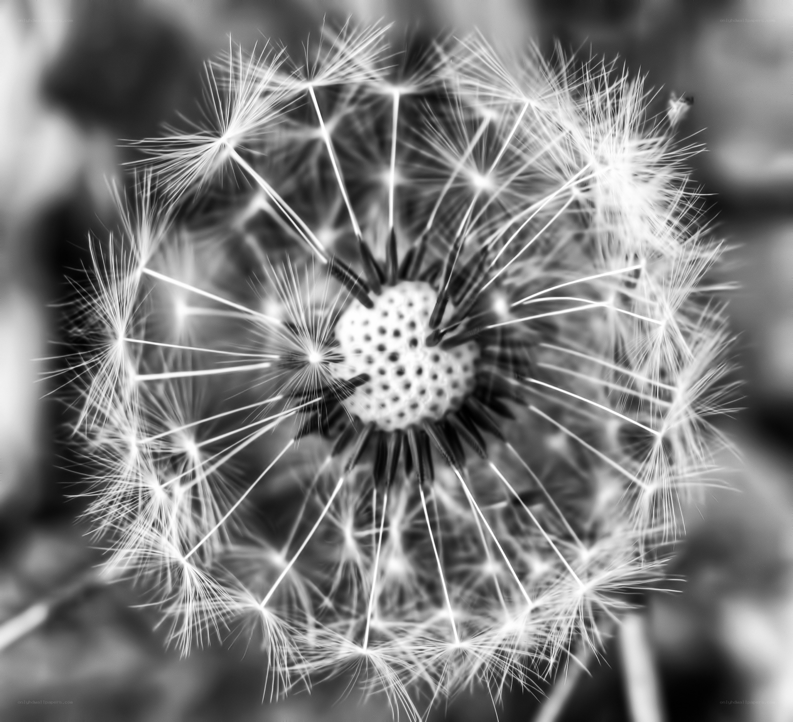 dandelion seed head close-up