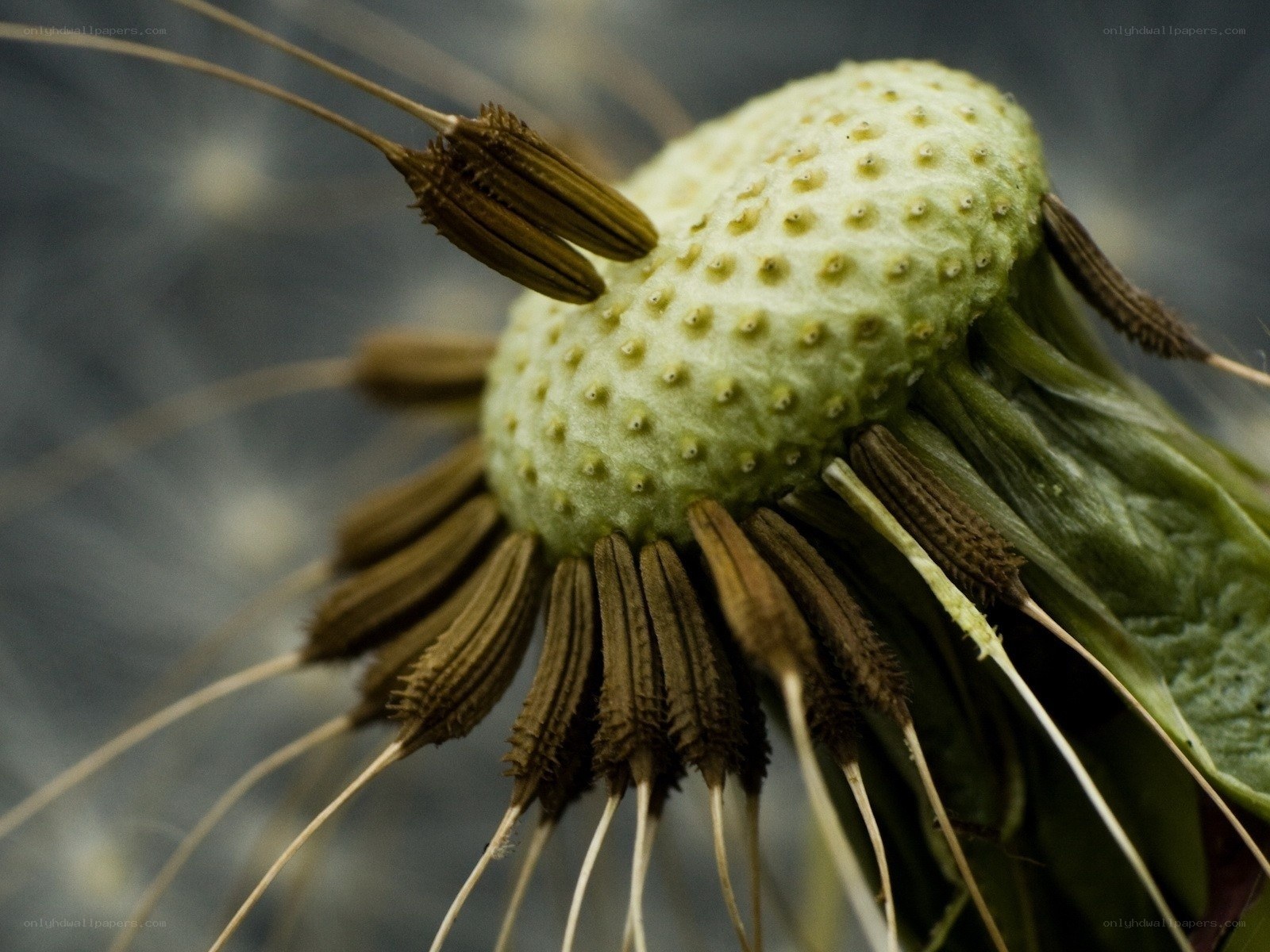dandelion seed head close-up