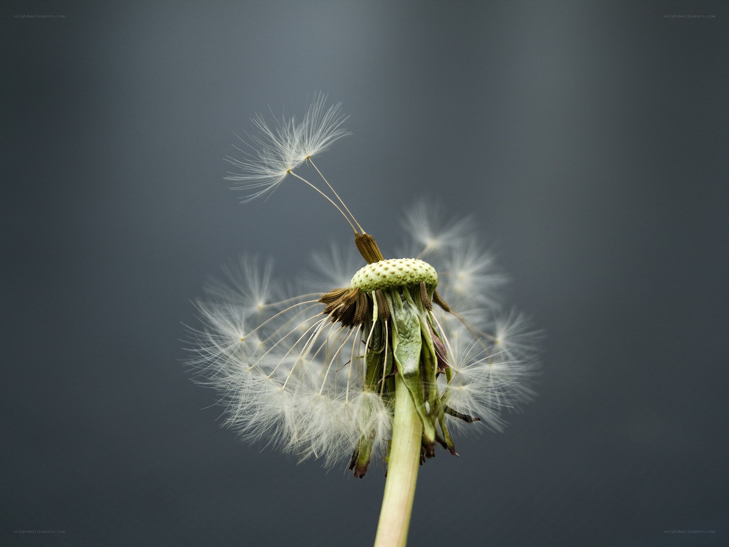 Dandelion seed head close-up
