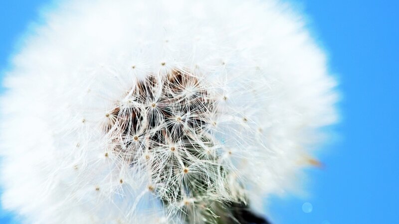 dandelion seed head close-up