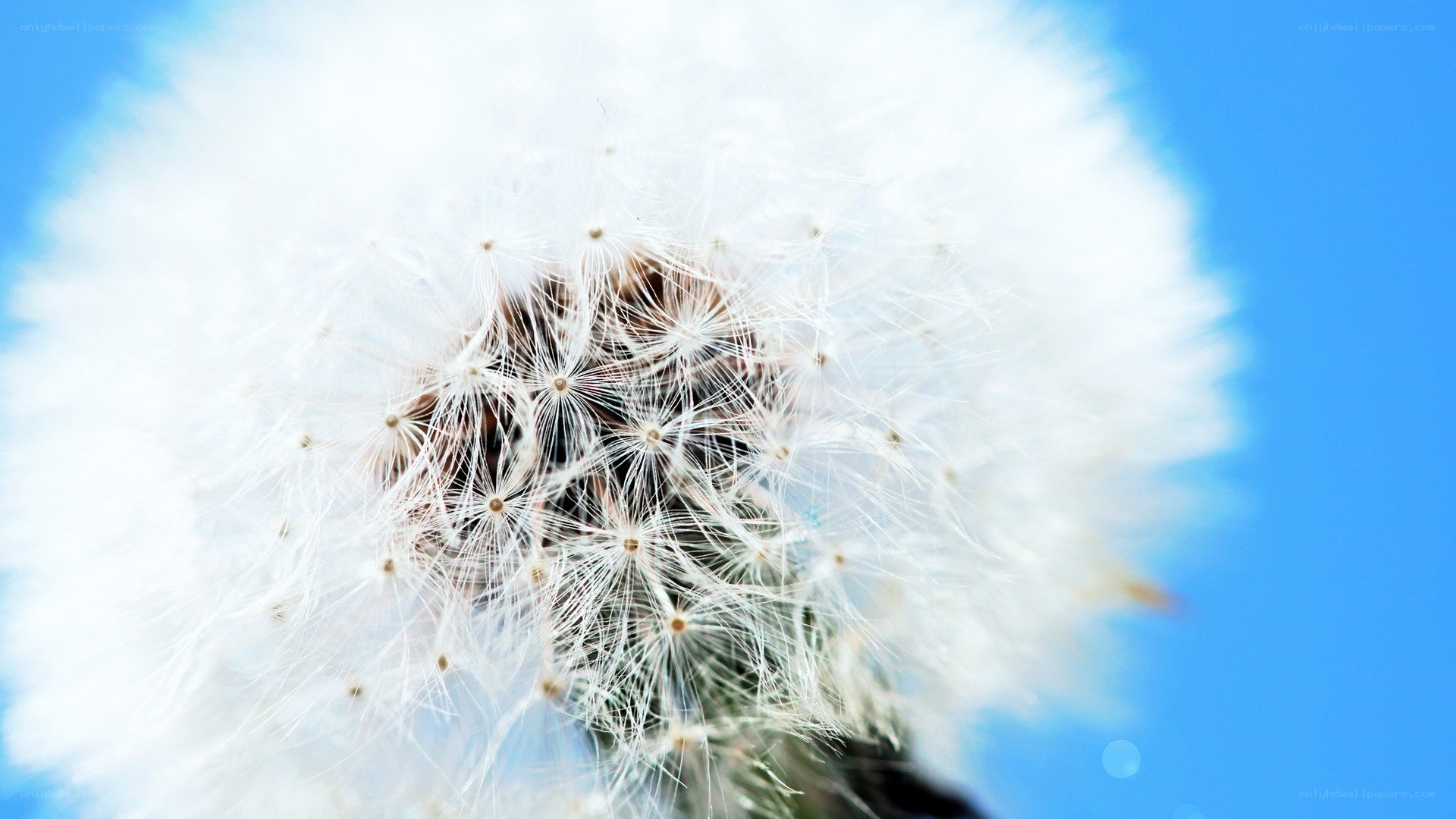 dandelion seed head close-up