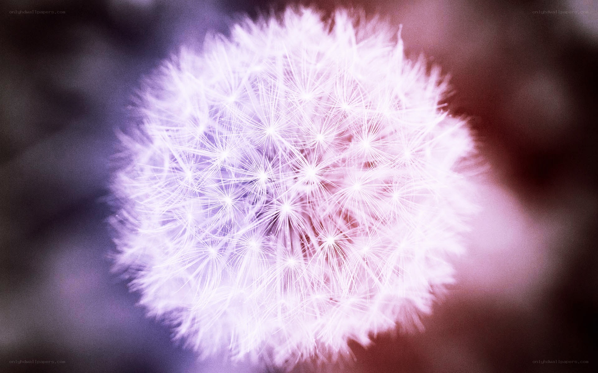 dandelion seed head close-up