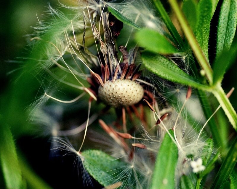 Dandelion seed head close-up