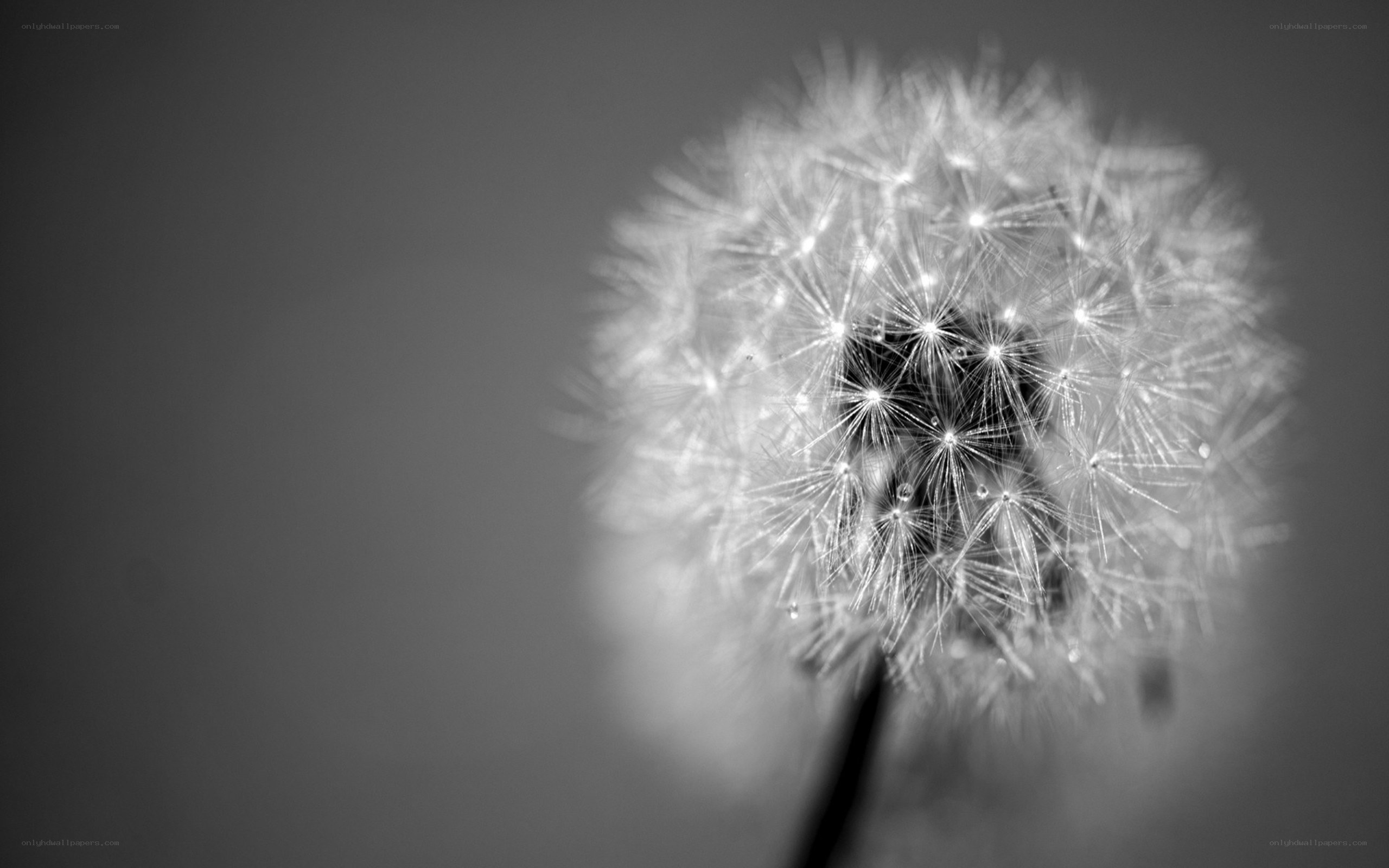 dandelion seed head close-up