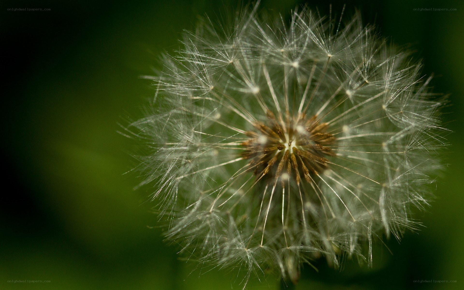 Dandelion seed head close-up