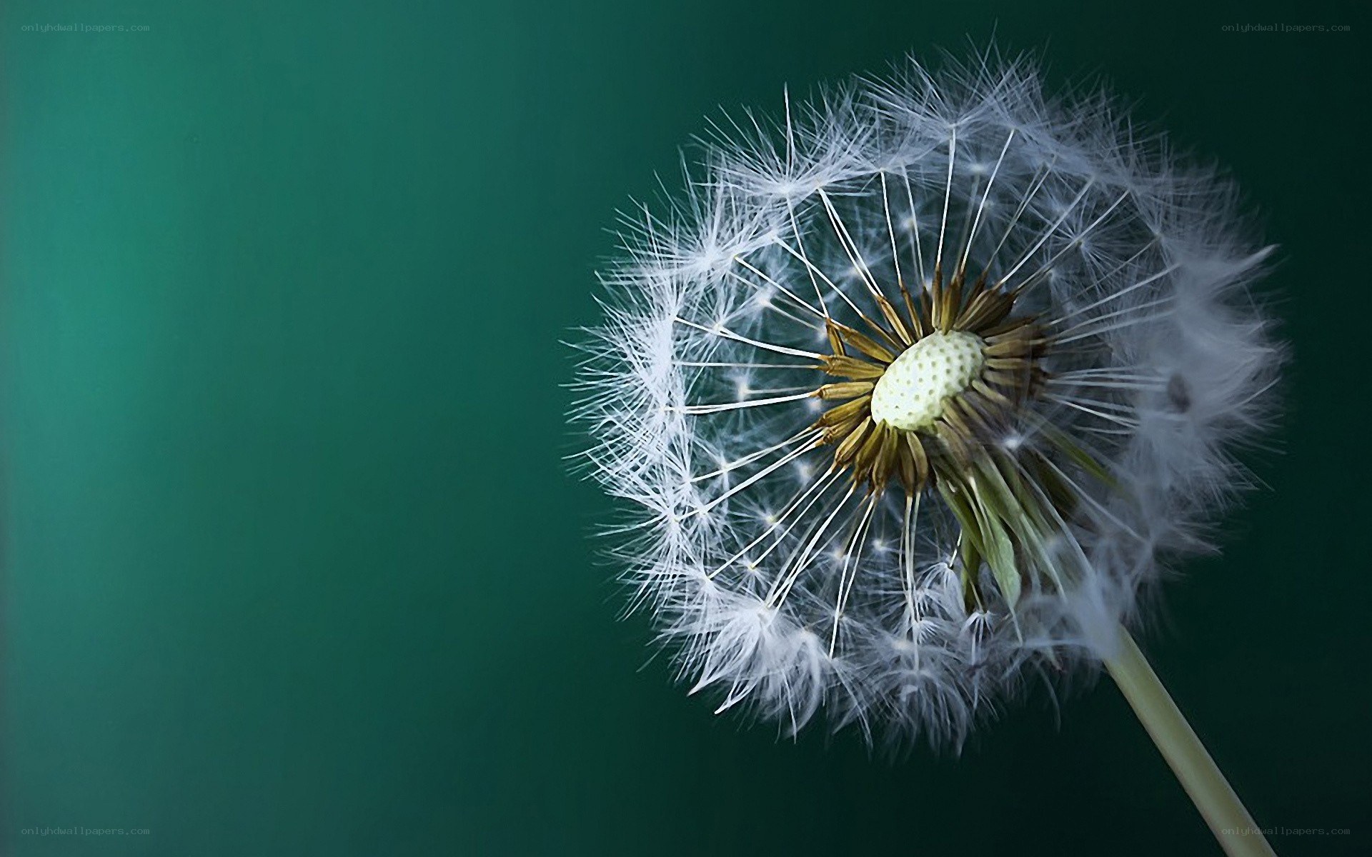 Dandelion seed head close-up