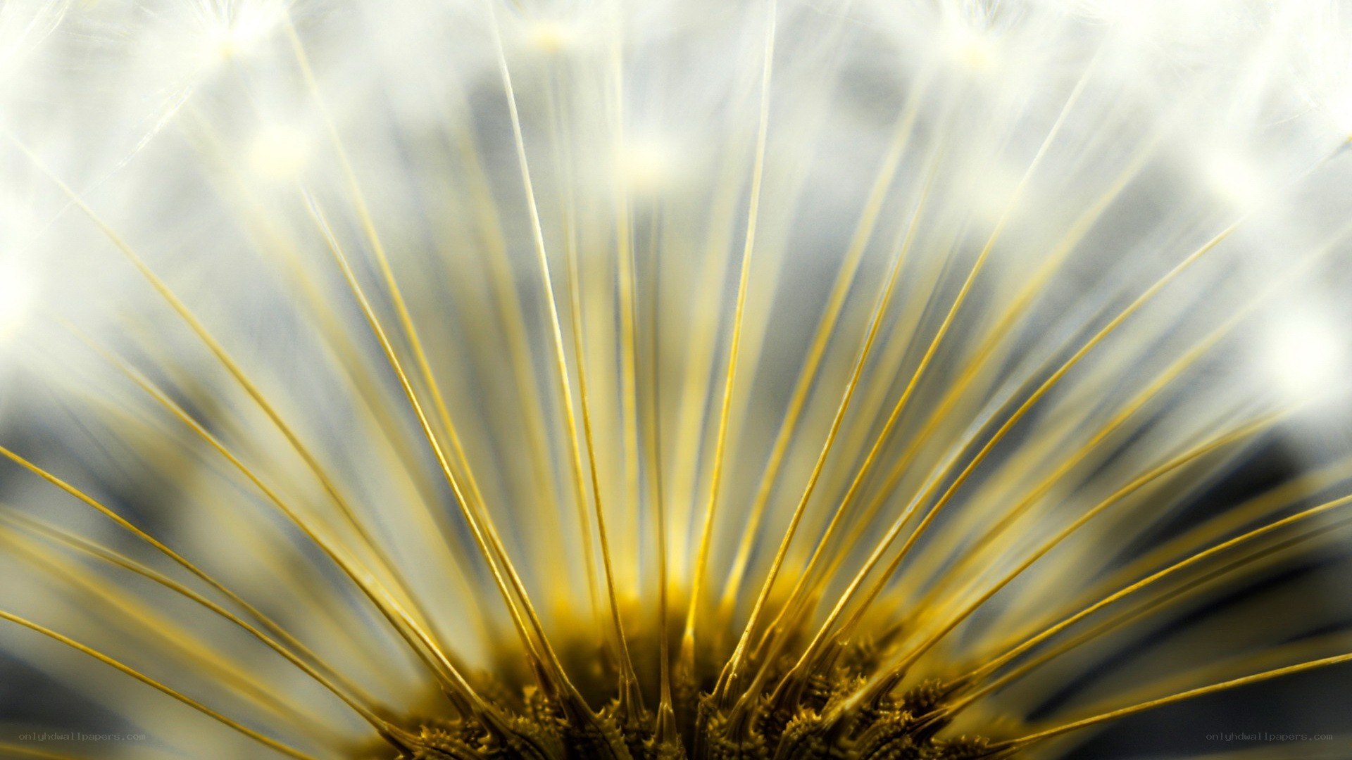 dandelion seed head close-up