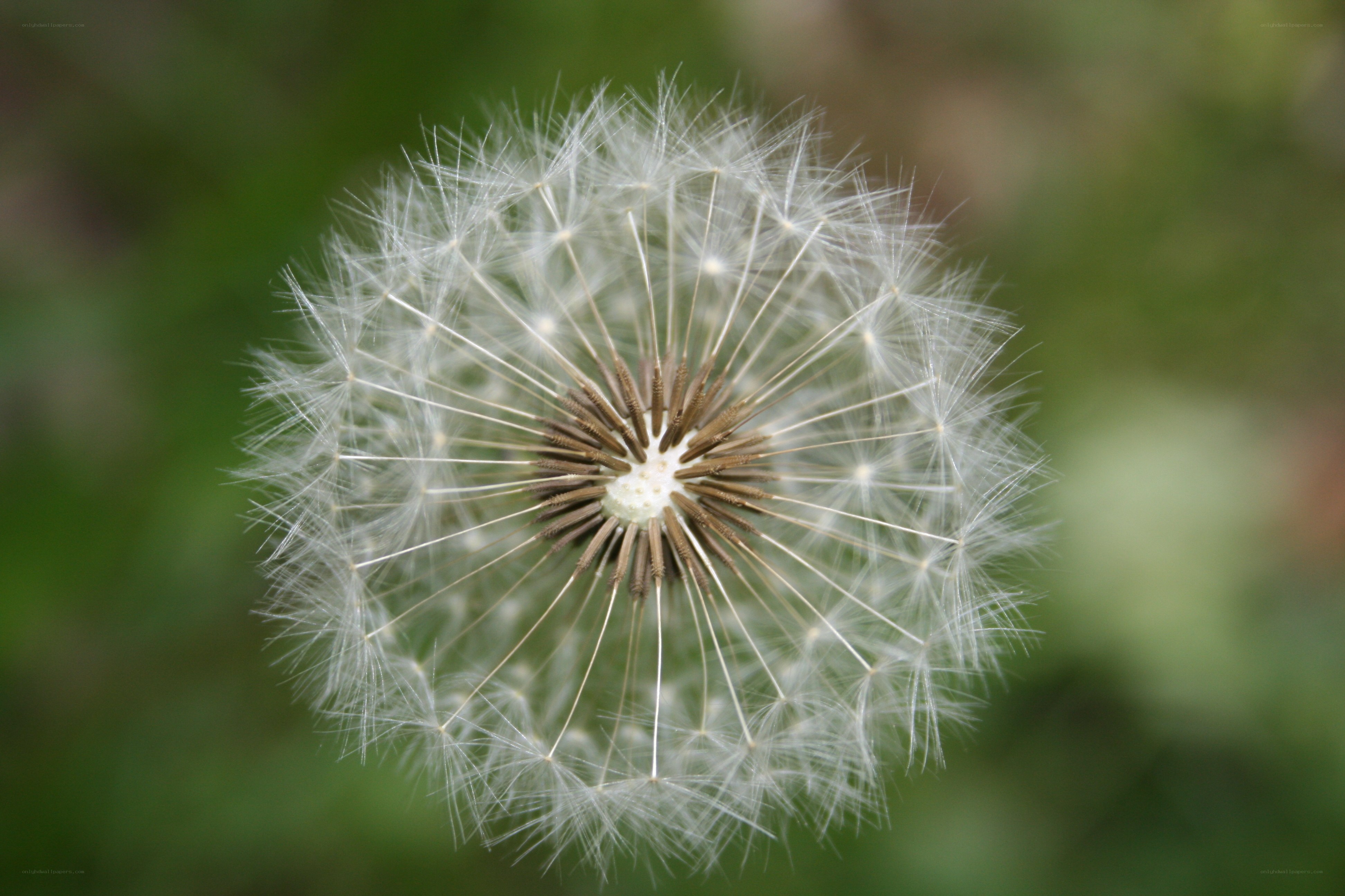 dandelion seed head close-up