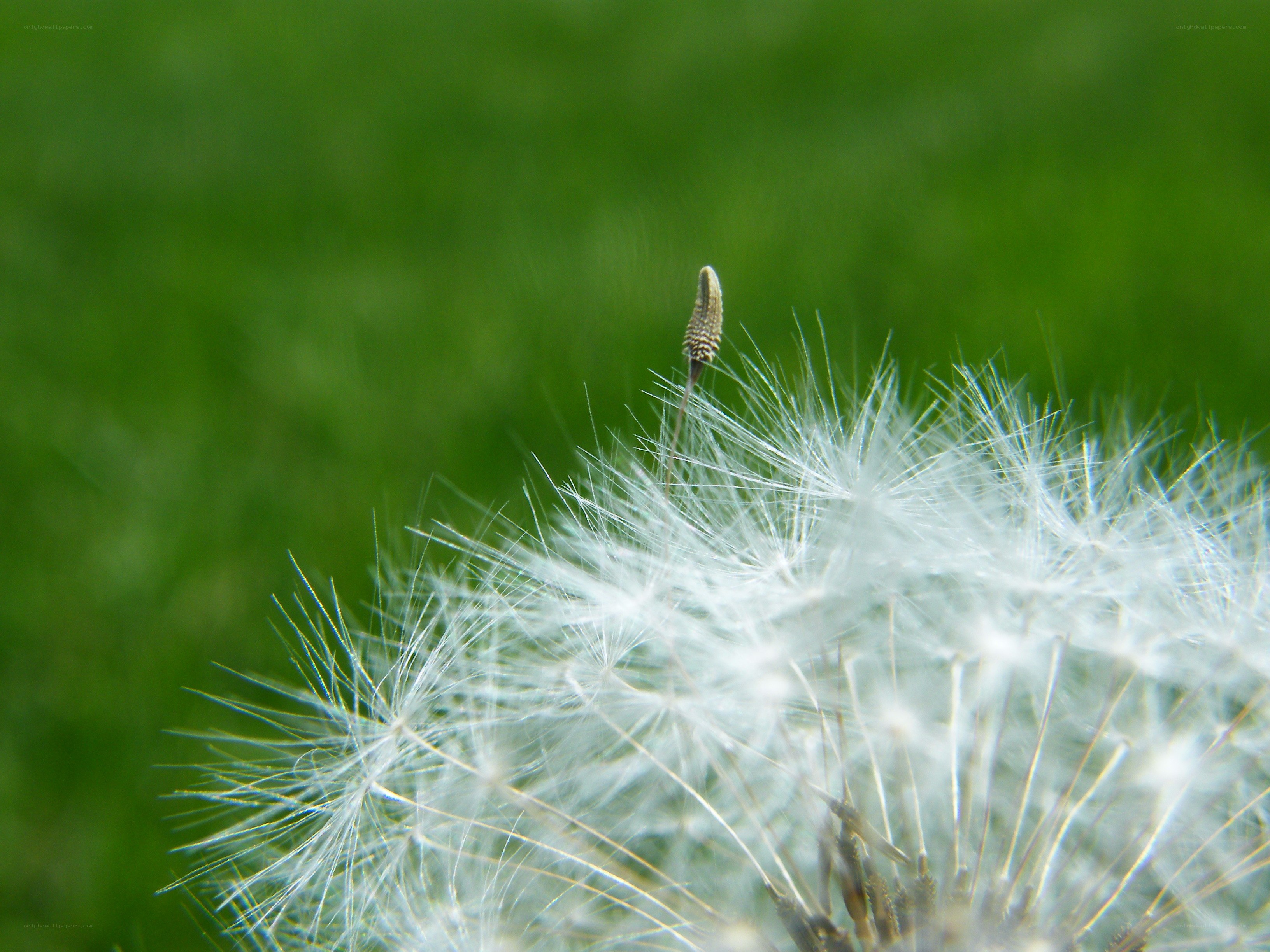 Dandelion seed head close-up
