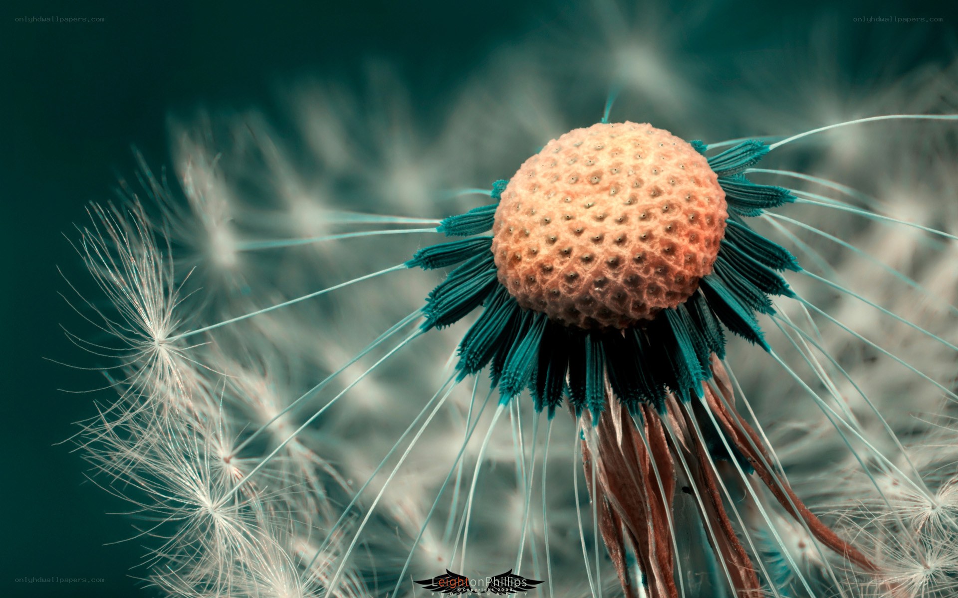 dandelion seed head close-up