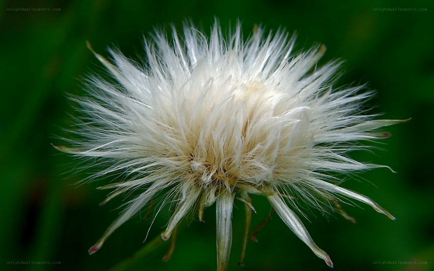 dandelion seed head close-up