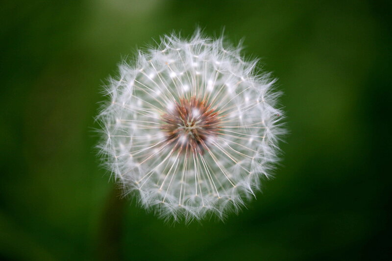 Dandelion seed head close-up