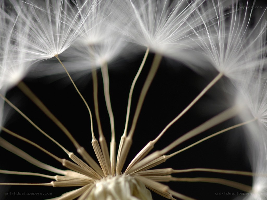Dandelion seed head close-up