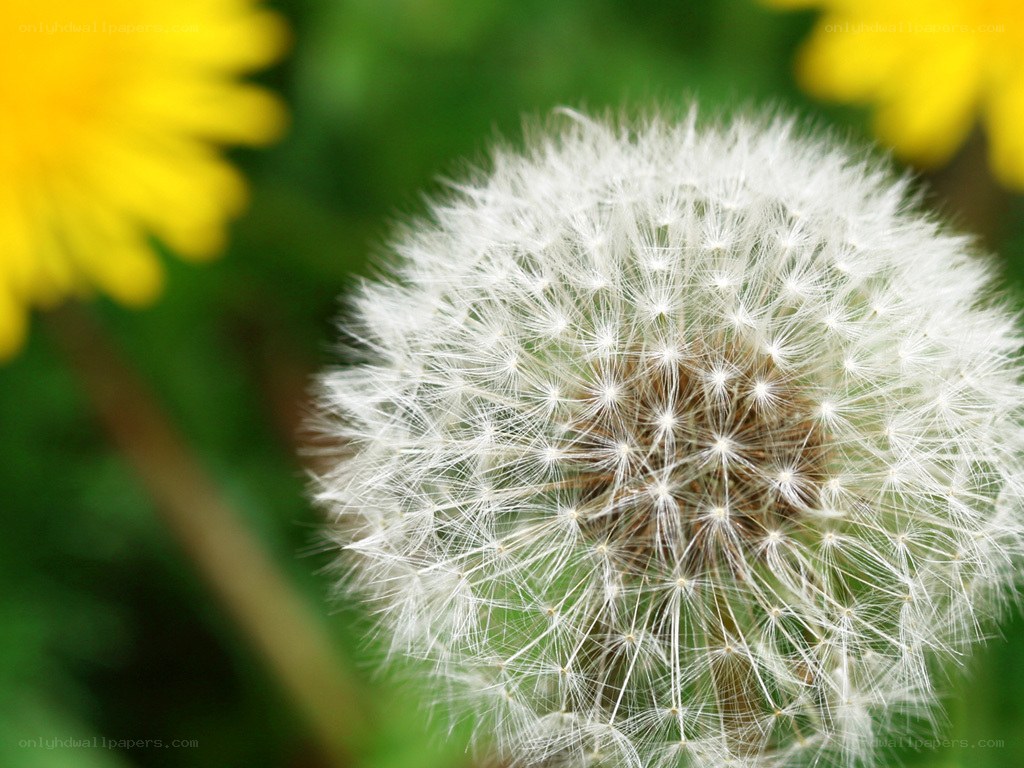 Dandelion seed head close-up