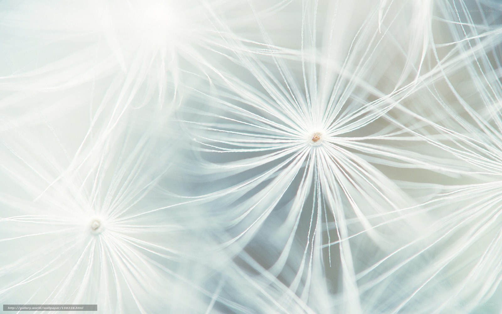 Dandelion seed head close-up