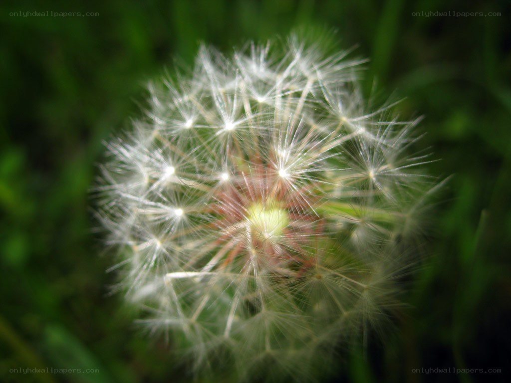 Dandelion seed head close-up