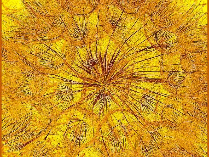 Dandelion seed head close-up
